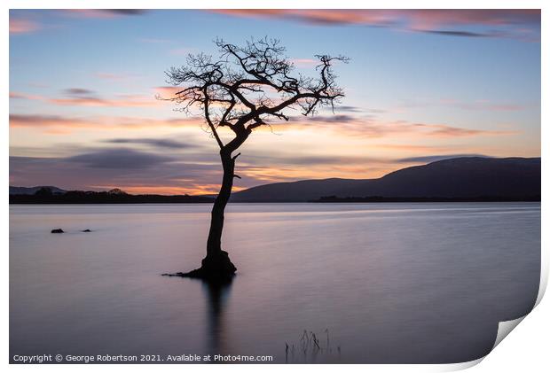 Lone Tree at Milarrochy Bay Loch Lomond Print by George Robertson