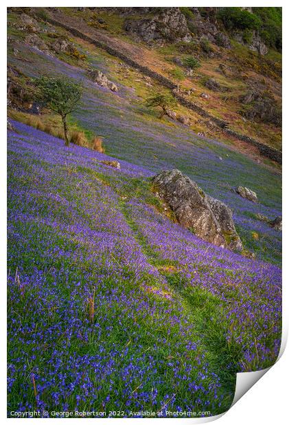 Last light on the Bluebells Print by George Robertson
