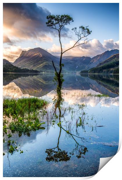 Buttermere Tree Print by George Robertson