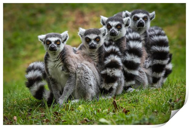 Family of Ring Tailed Lemurs Print by George Robertson