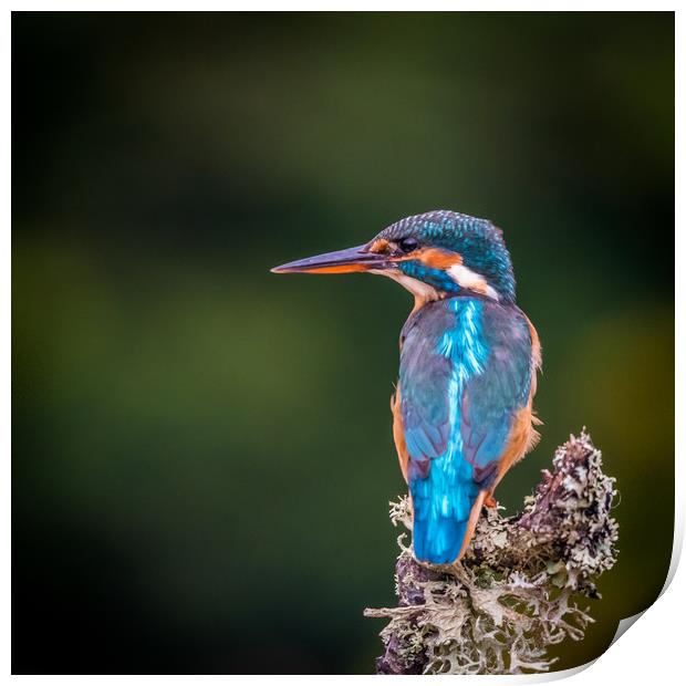 Kingfisher Print by George Robertson