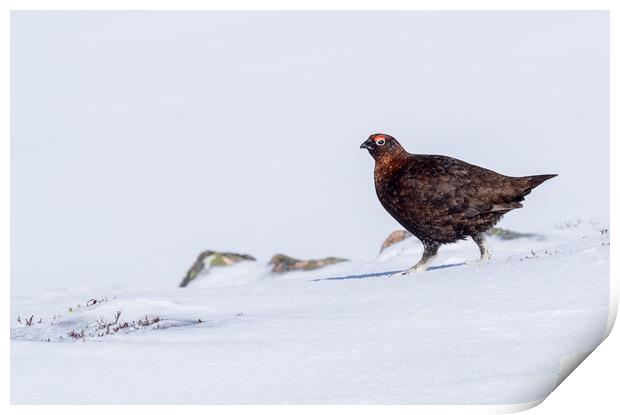 Male red grouse Print by George Robertson