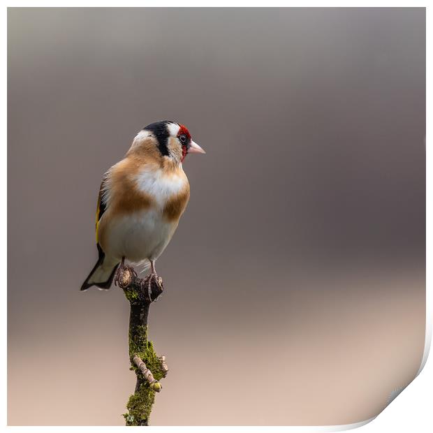 Goldfinch perched on a branch Print by George Robertson