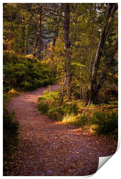 Pathway in the woods of Glen Affric Print by George Robertson