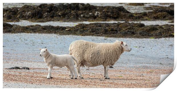 Sheep on the Beach Print by George Robertson