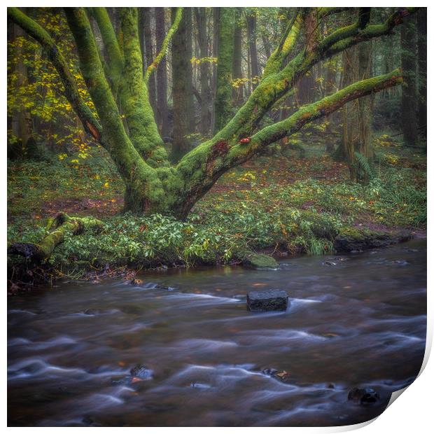 Misty morning in the woods Print by George Robertson