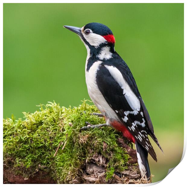 Male Great Spotted Woodpecker (Dendrocopos major) Print by George Robertson