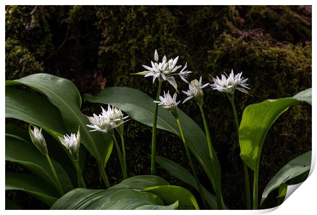 Wild Garlic Flowers In The Forest Print by George Robertson