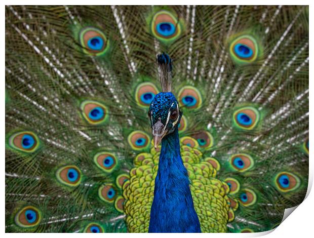 Indian Peacock, Pavo cristatus, displaying its colorful feathers Print by George Robertson