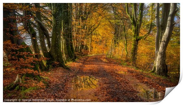 Autumn Colours on a country lane Print by George Robertson
