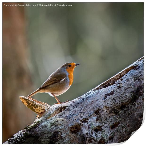 A Robin standing on a fallen tree trunk Print by George Robertson