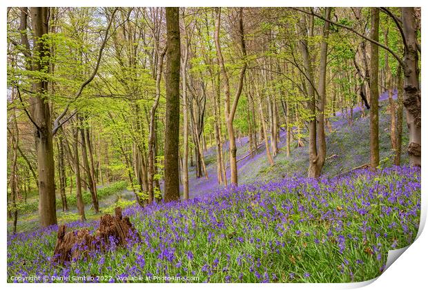 Bluebells, Margam Forest, Wales Print by Dan Santillo