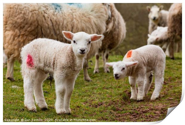Newborn Lambs in the Brecon Beacons Print by Dan Santillo