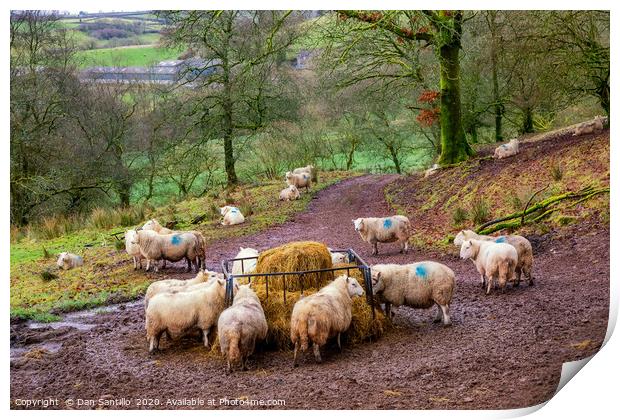 Sheep Feeding in the Brecon Beacons Print by Dan Santillo
