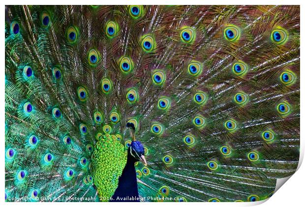 Peacock Print by GLW & EJ Photography