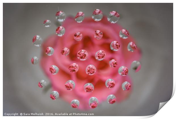 tiny tiny petals Print by Sara Melhuish