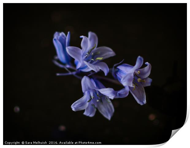 Bluebells are ringing #1 Print by Sara Melhuish