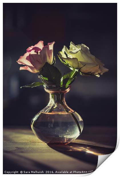 Still Life Roses Print by Sara Melhuish