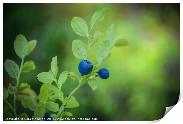 Blue antioxidants Print by Sara Melhuish