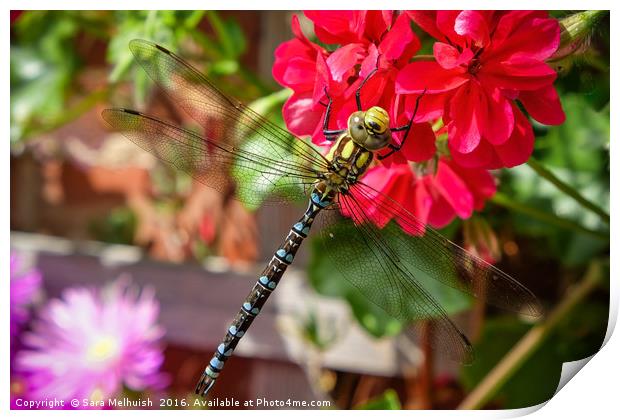 The dragonfly & geranium Print by Sara Melhuish