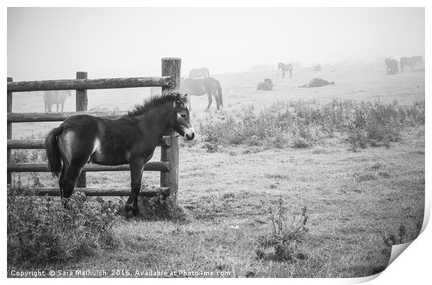 Exmoor ponies in the fog Print by Sara Melhuish