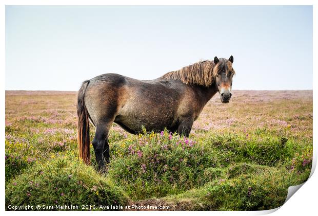 Pony on Exmoor Print by Sara Melhuish