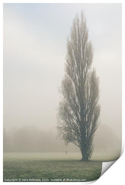 Tall tree in the fog Print by Sara Melhuish
