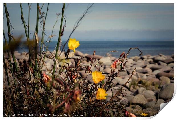 yellow flowers Print by Sara Melhuish