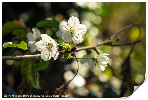 Apple blossom Print by Sara Melhuish