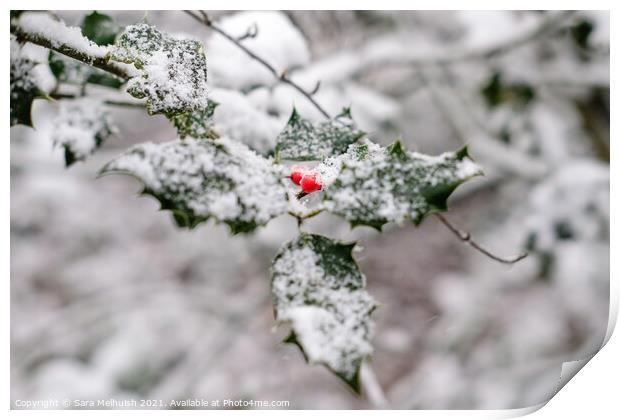 Holly in the snow Print by Sara Melhuish