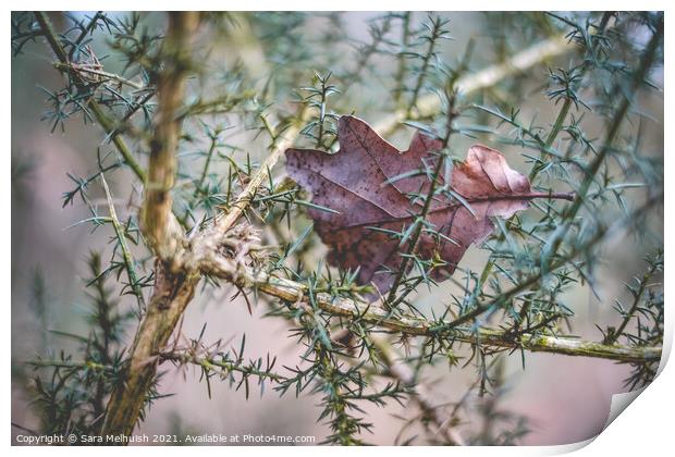 Leaf in a bush Print by Sara Melhuish