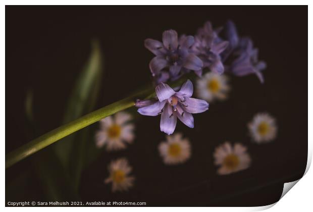 Still life of bluebells and daisies Print by Sara Melhuish