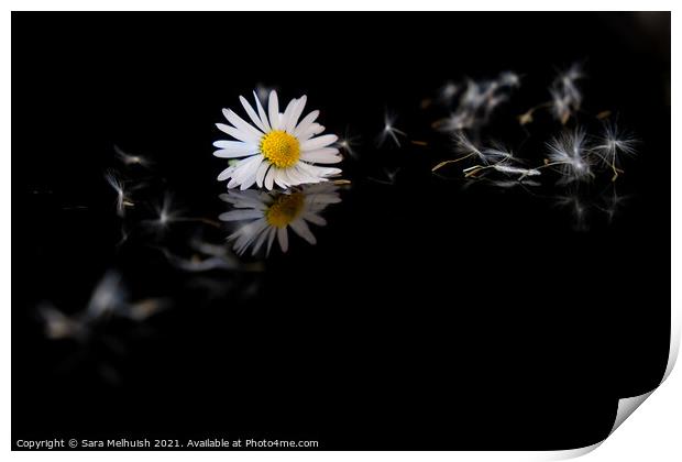 Still life of daisy Print by Sara Melhuish