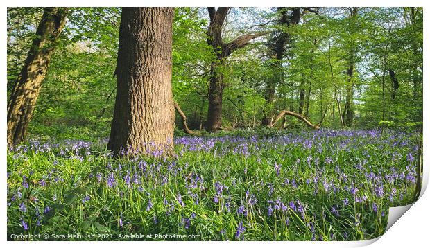 Bluebells and trees Print by Sara Melhuish