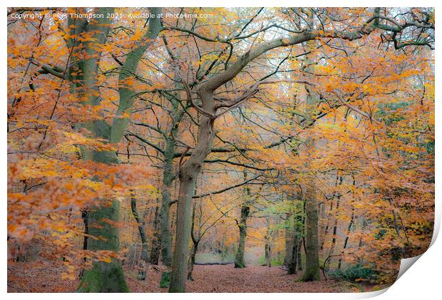 Autumn trees in a beautiful woodland Print by Piers Thompson