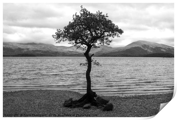 Tree in Loch Lomond Print by Piers Thompson