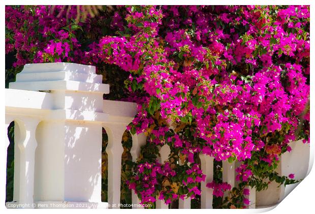 Beautiful Bougainvillea in Spain Print by Piers Thompson