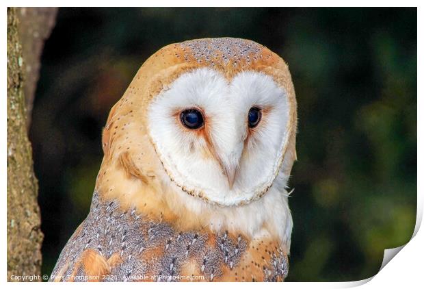 A portrait of a Barn Owl Print by Piers Thompson