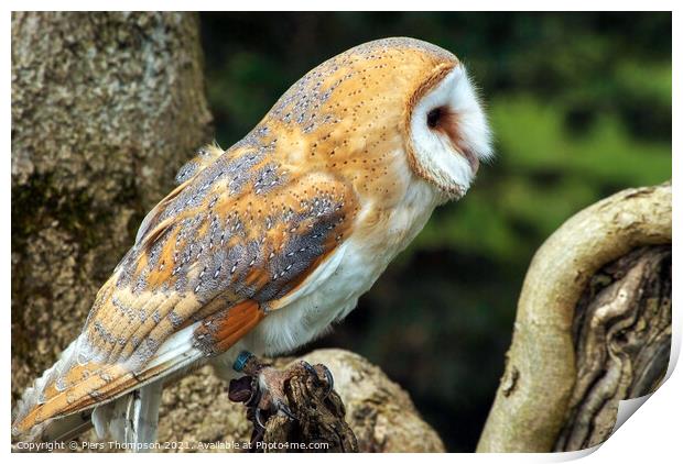 The barn owl perched Print by Piers Thompson