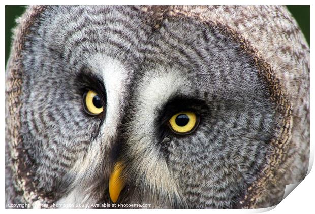 Portrait of a Great grey owl  Print by Piers Thompson
