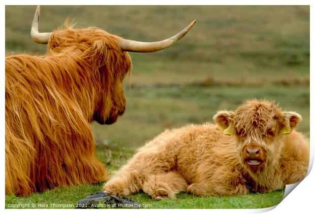 Mother and baby highland cattle Print by Piers Thompson