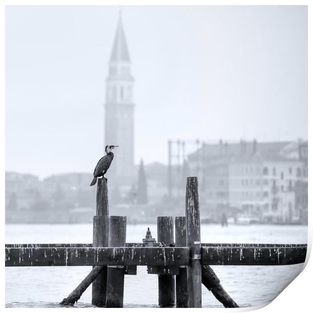 Cormorant A Venezia Print by Andy Walker