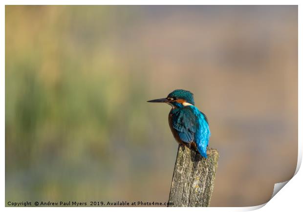 Kingfisher Print by Andrew Paul Myers