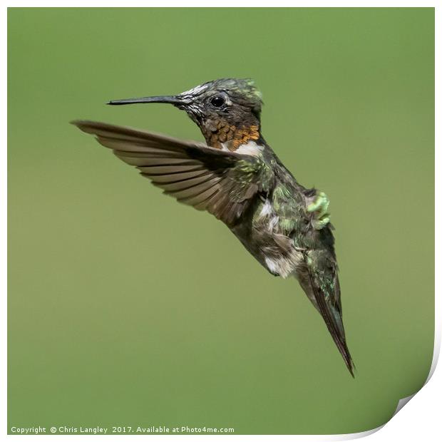 Roufus Humming Bird, Vancouver Print by Chris Langley