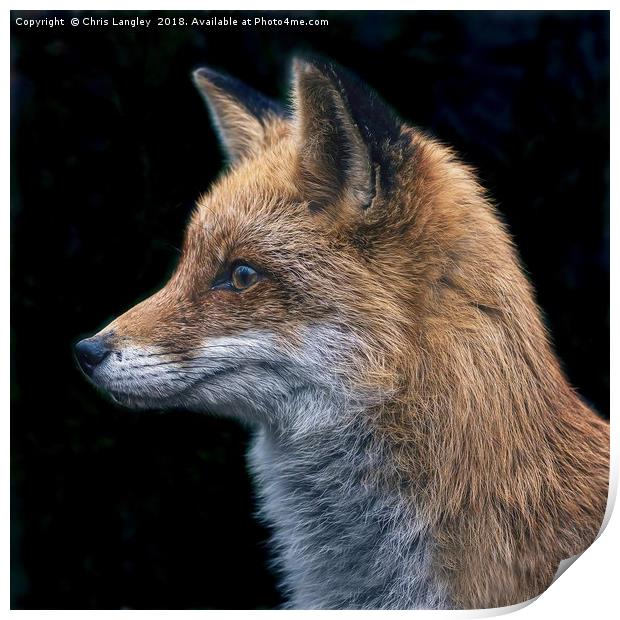 Le Renard Rouge - The Red Fox. Print by Chris Langley