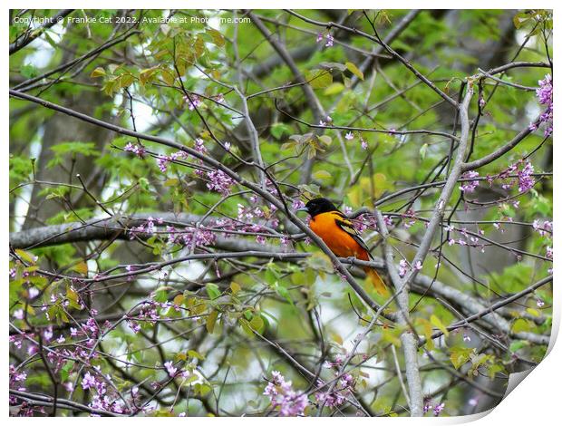 Baltimore Oriole Print by Frankie Cat