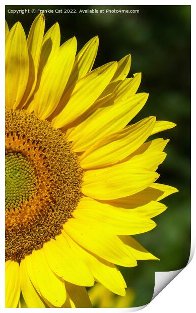 Sunflower Print by Frankie Cat