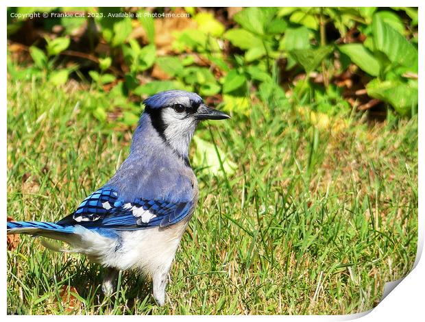 Northern Blue Jay Print by Frankie Cat