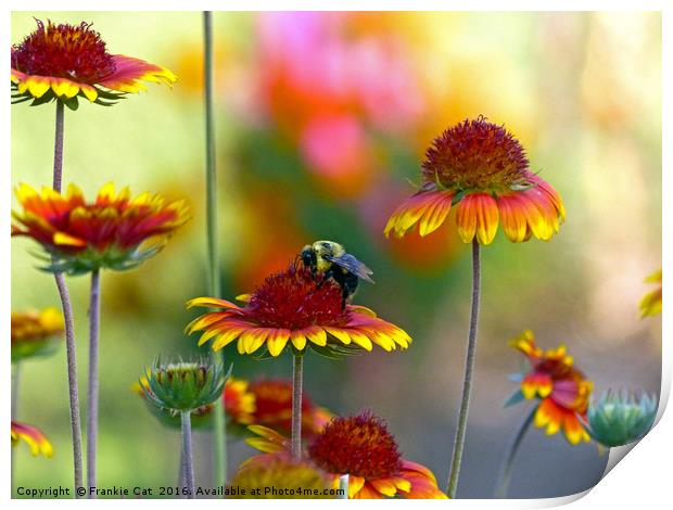 Bee on Gaillardia Print by Frankie Cat