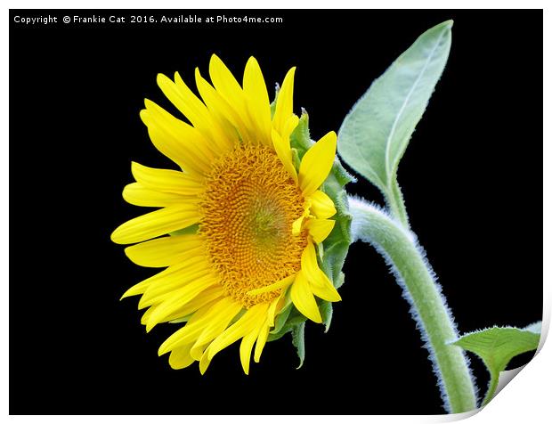 Small Sunflower Print by Frankie Cat